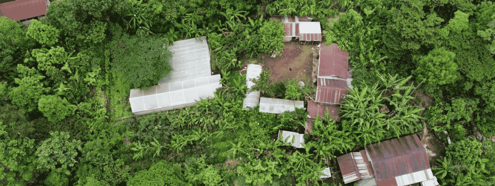 Programa Grandes Bosques de Mesoamérica (PGBM):
